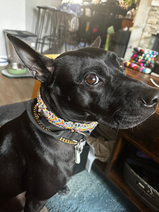 Paracord Dog Collar (*Over 14” neck size)