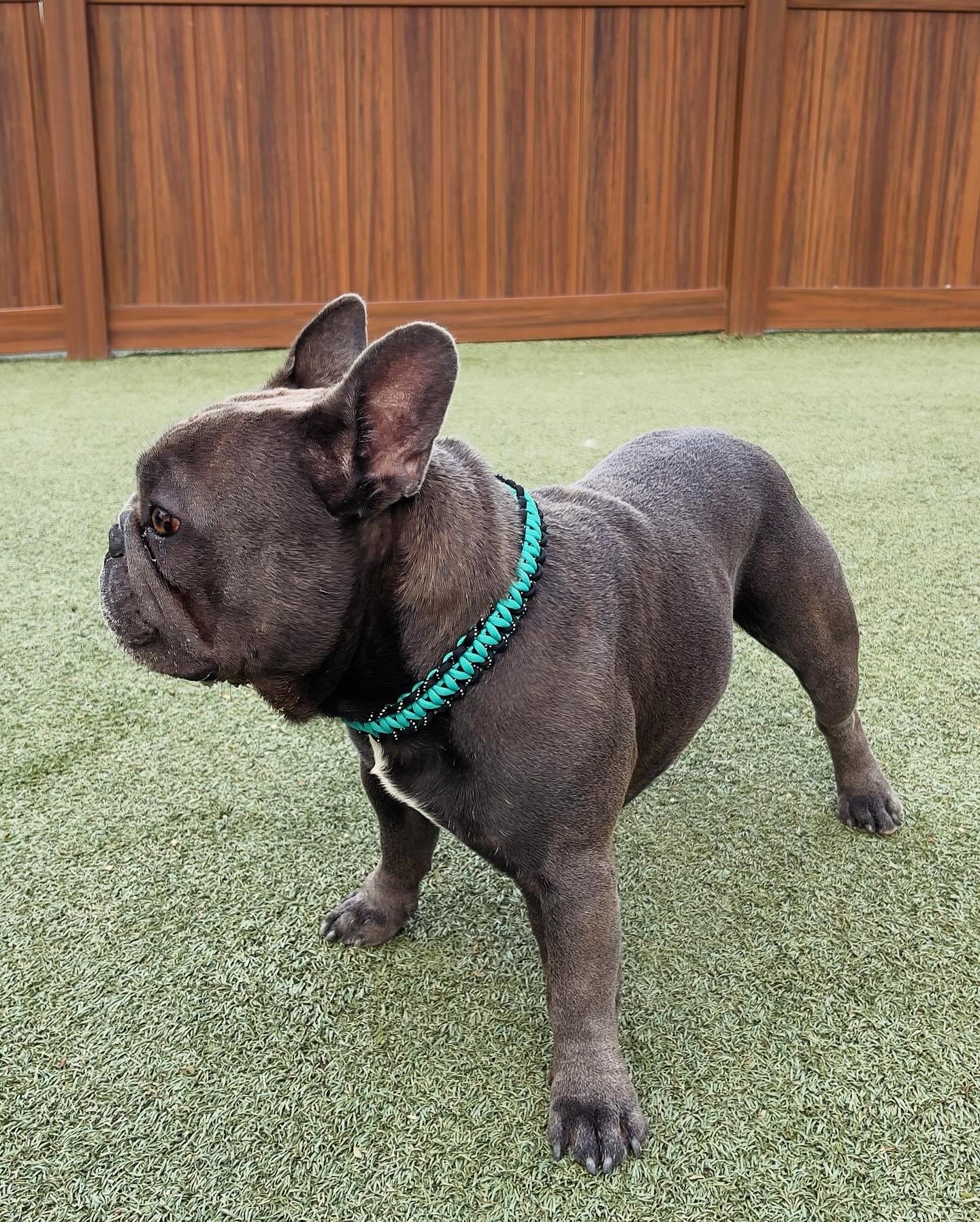 Paracord Dog Collar (*10”-14” neck size)