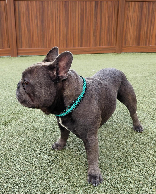 Paracord Dog Collar (*10”-14” neck size)