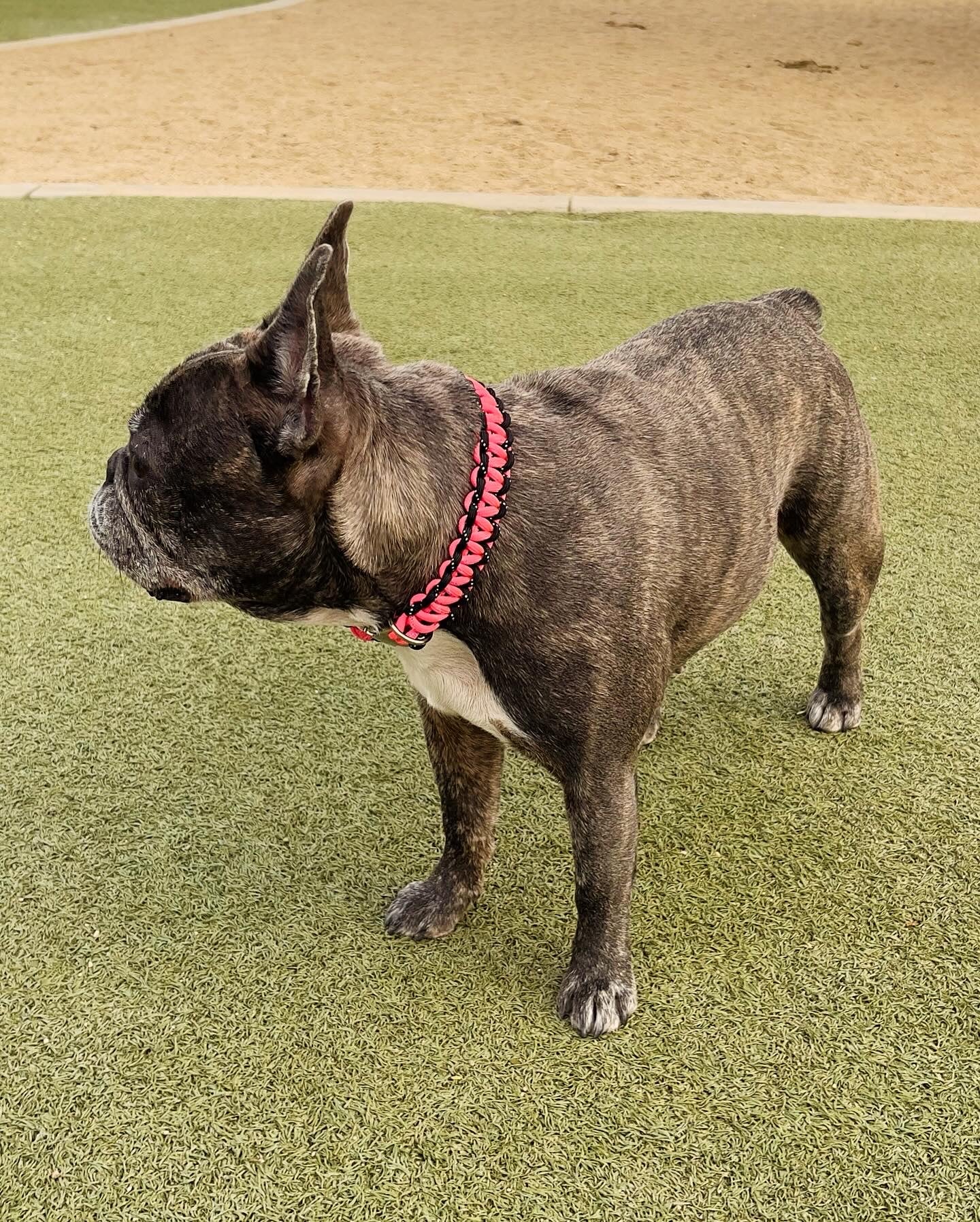 Paracord Dog Collar (*10”-14” neck size)